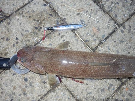 エソ‼ESO‼えそ‼